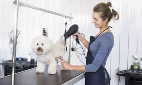 Pet Groomer