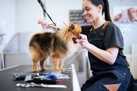 Pet Groomer